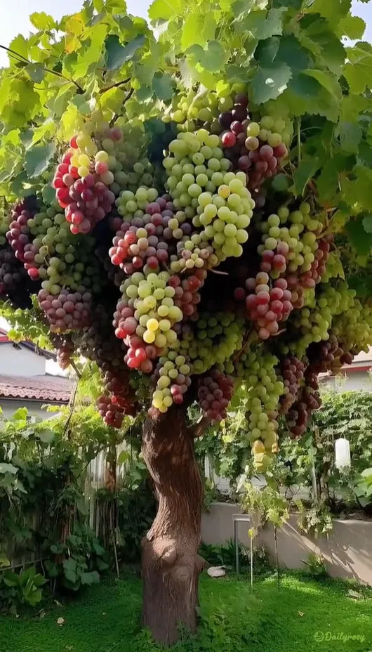 🍇Óriásszőlőfa magjai: vékony gyökerűek, nagyok és mag nélküliek 🌿