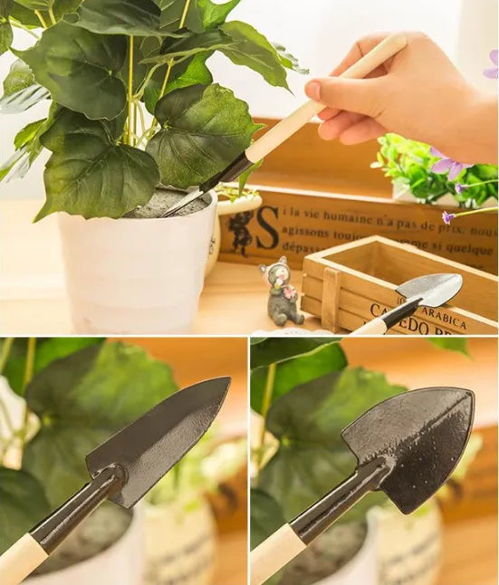 🍇Óriásszőlőfa magjai: vékony gyökerűek, nagyok és mag nélküliek 🌿