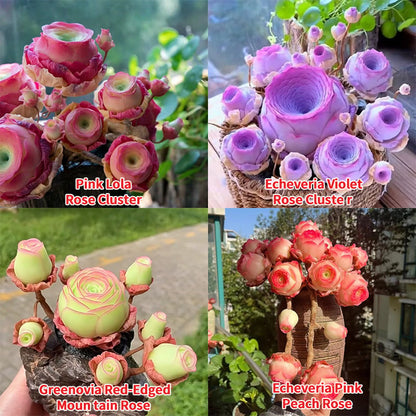 🌱🌹Hegyi Rózsa: Szépség, ami sosem fakul, még a kezdő pengékkel játszók számára sem!" 🌺