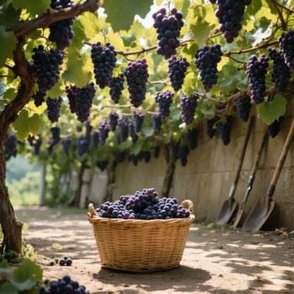 🍇Óriásszőlőfa magjai: vékony gyökerűek, nagyok és mag nélküliek 🌿