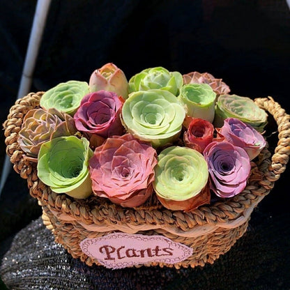 🌱🌹Hegyi Rózsa: Szépség, ami sosem fakul, még a kezdő pengékkel játszók számára sem!" 🌺