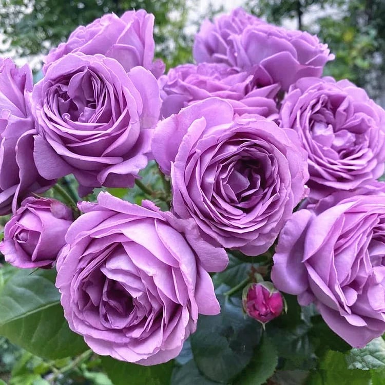 💐Gyönyörű futórózsa magok